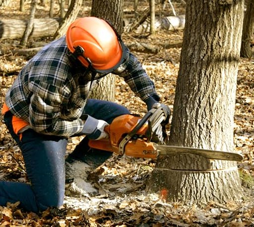 Tree Removal in Athens, NY